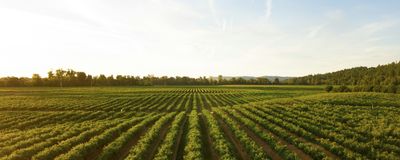 Kostenlose Klimaschutzberatung für Landwirtschaftsbetriebe im Landkreis Cloppenburg